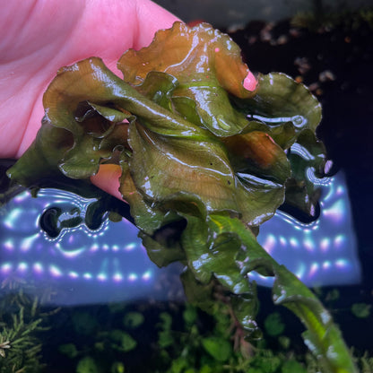 Aponogeton Crispus