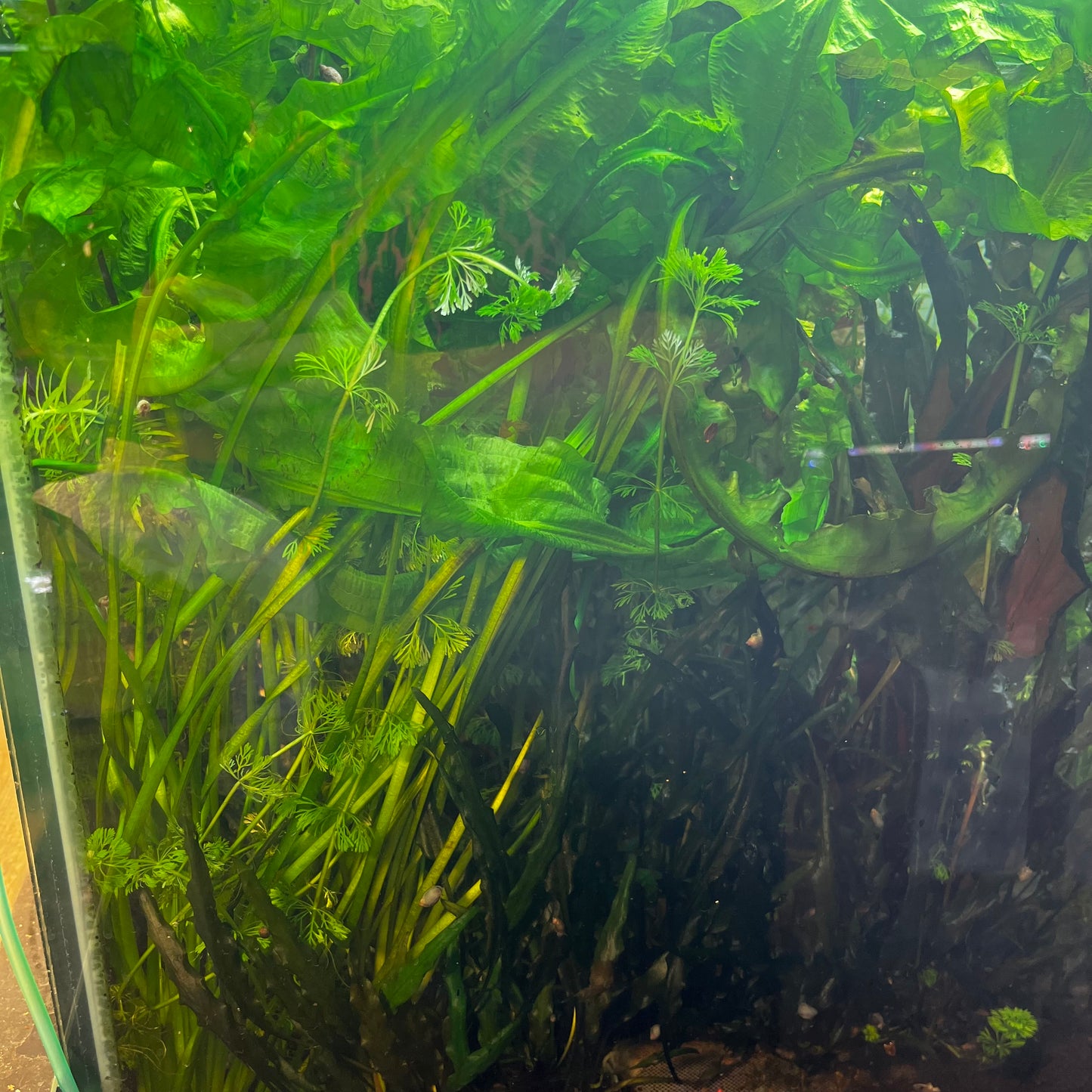 Aponogeton Crispus