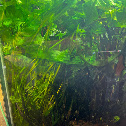 Aponogeton Crispus