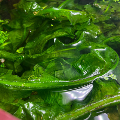 Aponogeton Crispus