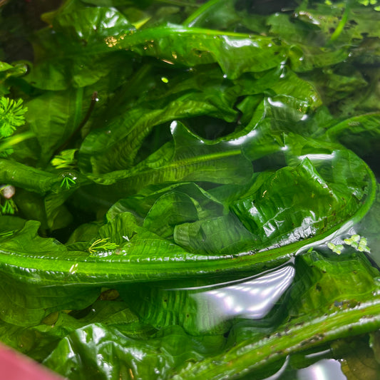 Aponogeton Crispus
