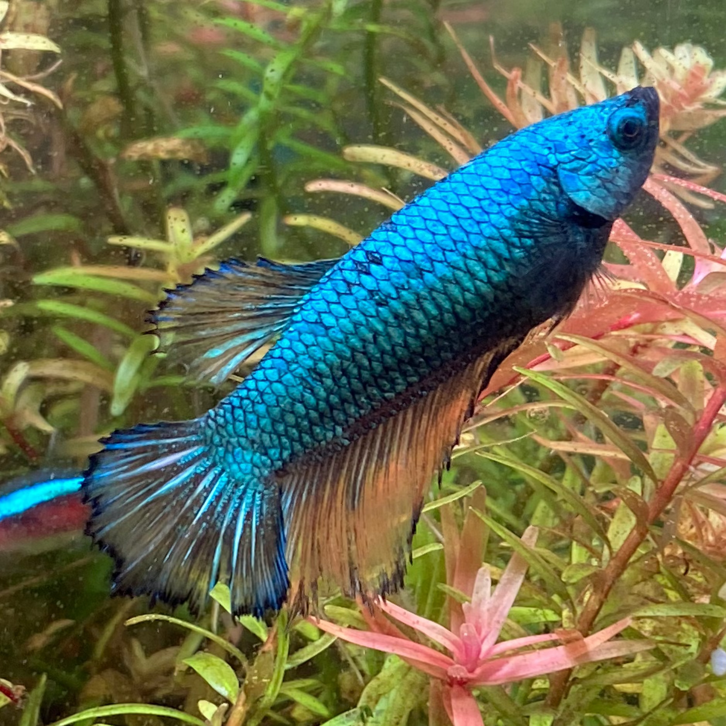 Halfmoon Betta (Female) - High Grade