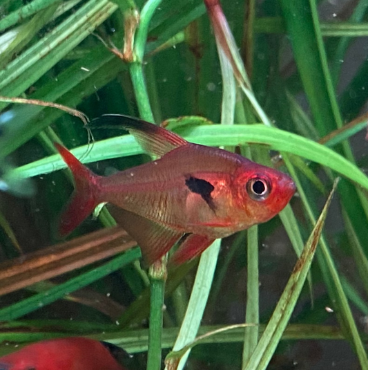 Super Red Phantom Tetra (Wild Caught) - Hyphessobrycon Sweglesi