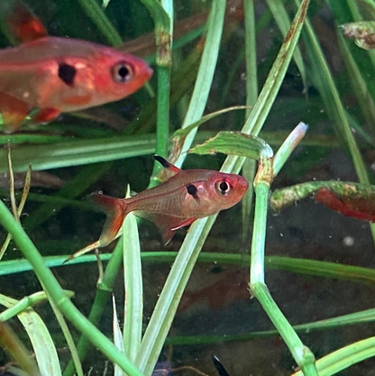 Super Red Phantom Tetra (Wild Caught) - Hyphessobrycon Sweglesi
