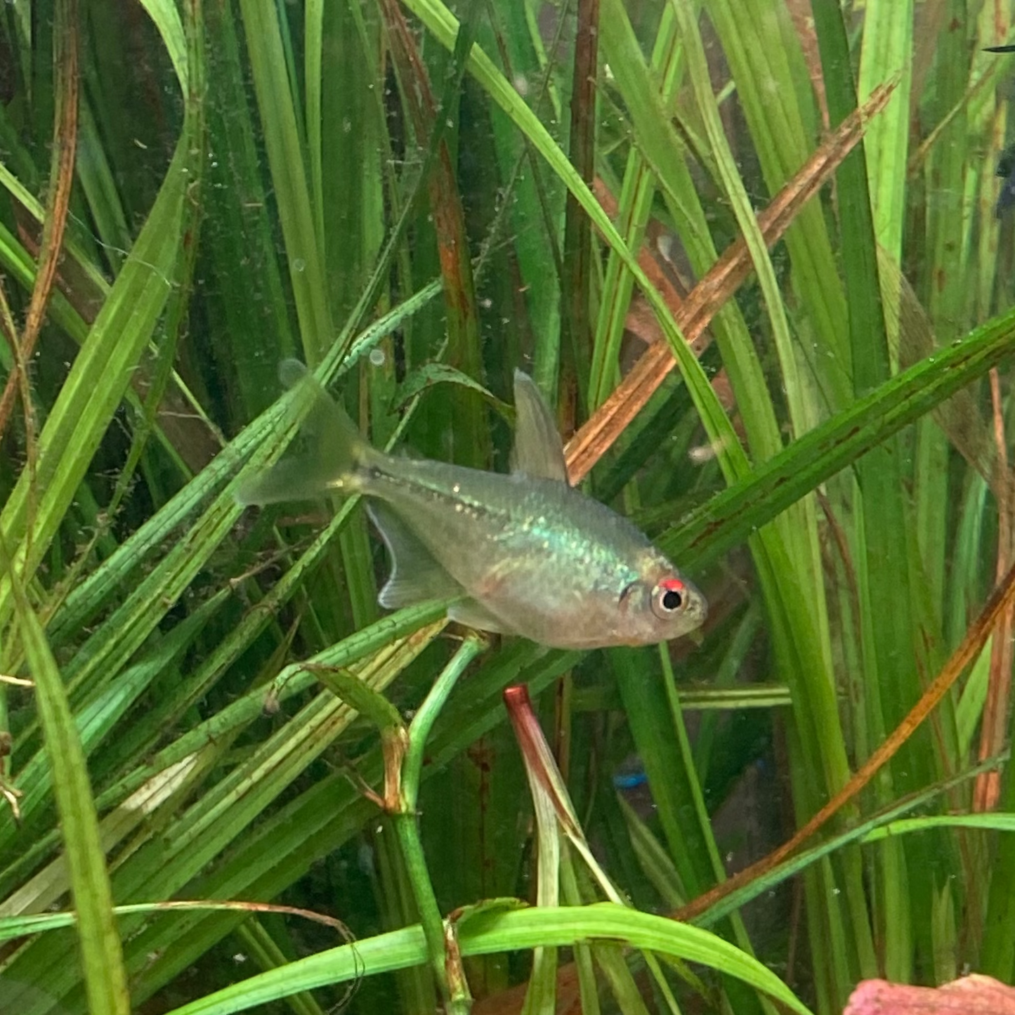 Diamond Tetra - Moenkhausia Pittieri