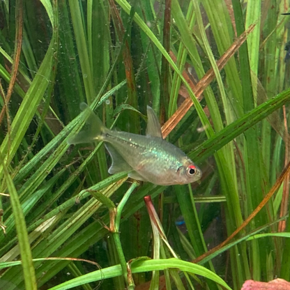 Diamond Tetra - Moenkhausia Pittieri