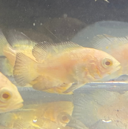 Lemon Oscar - Astronotus Ocellatus var