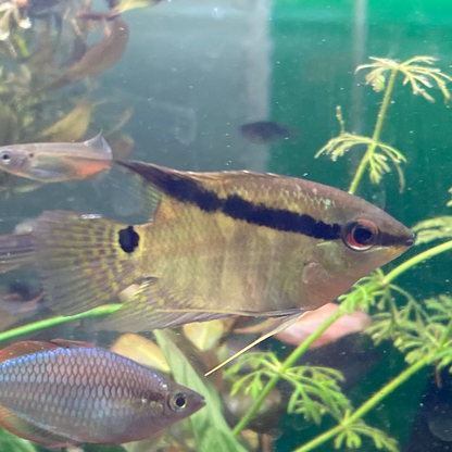 Festivum/Flag Cichlid - Mirificus Festivus - Mesonauta Mirificus