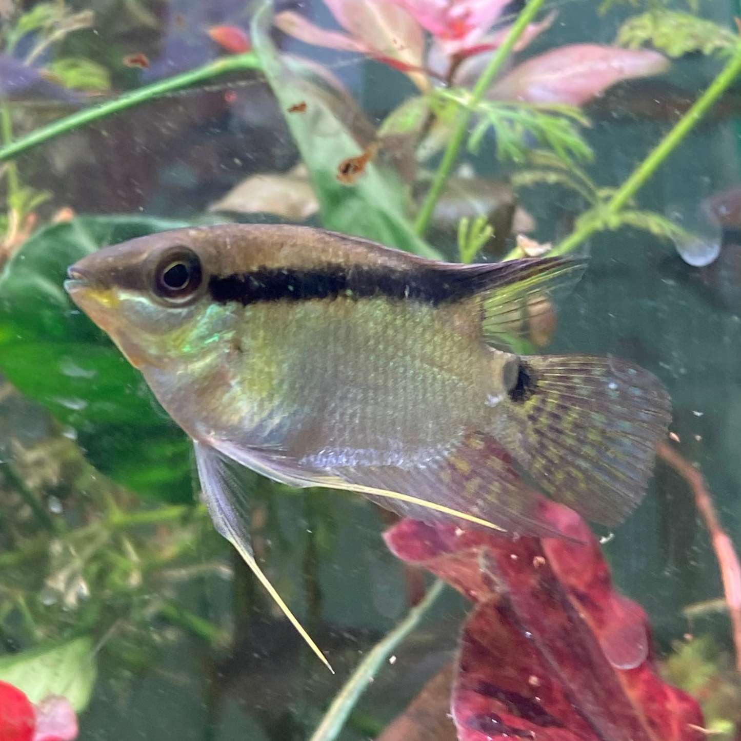 Festivum/Flag Cichlid - Mirificus Festivus - Mesonauta Mirificus