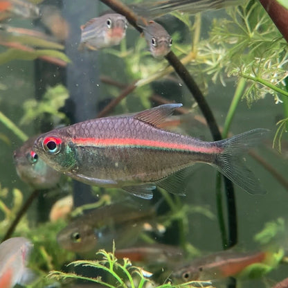 Red Laser Tetra -  Watermelon Tetra - Hemigrammus Coeruleus (Wild Caught)