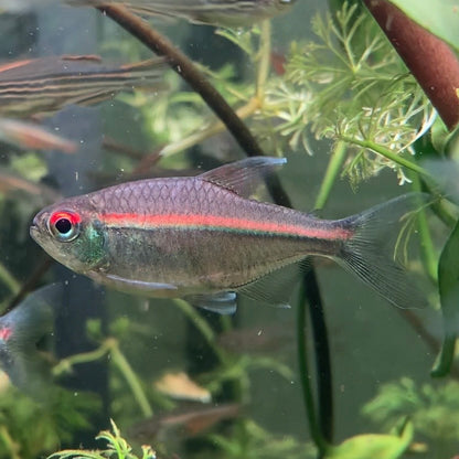 Red Laser Tetra -  Watermelon Tetra - Hemigrammus Coeruleus (Wild Caught)
