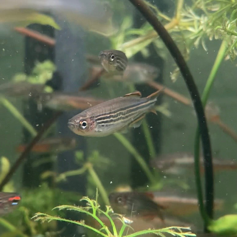 Striped Kyathit - Orange Finned Danio - Danio Kyathit