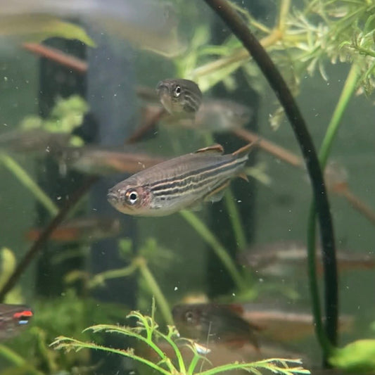 Striped Kyathit - Orange Finned Danio - Danio Kyathit