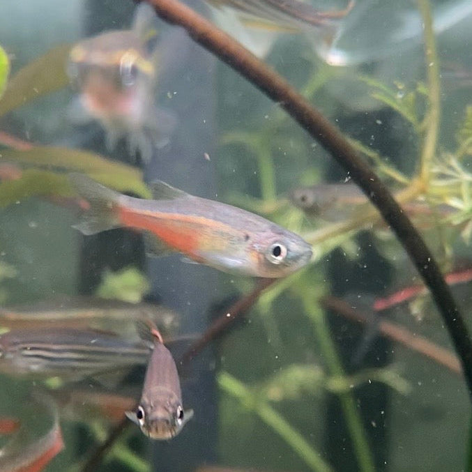 Fireline Danio - Devario Sondhii