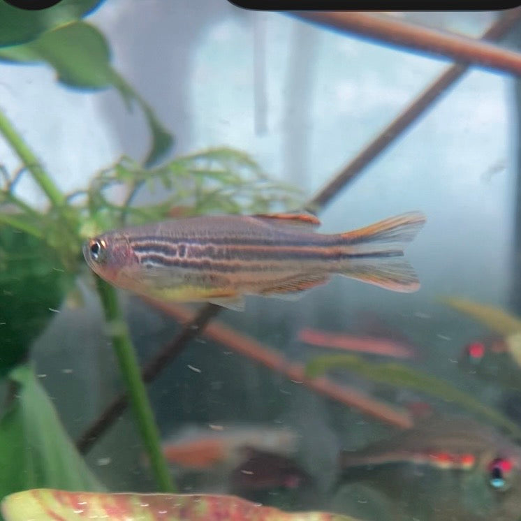 Striped Kyathit - Orange Finned Danio - Danio Kyathit