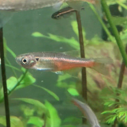 Fireline Danio - Devario Sondhii
