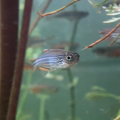 Striped Kyathit - Orange Finned Danio - Danio Kyathit