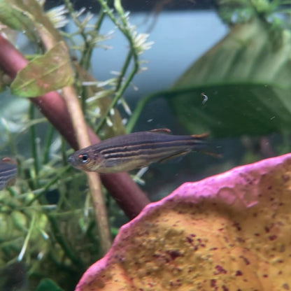 Striped Kyathit - Orange Finned Danio - Danio Kyathit