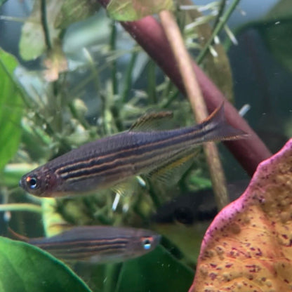 Striped Kyathit - Orange Finned Danio - Danio Kyathit
