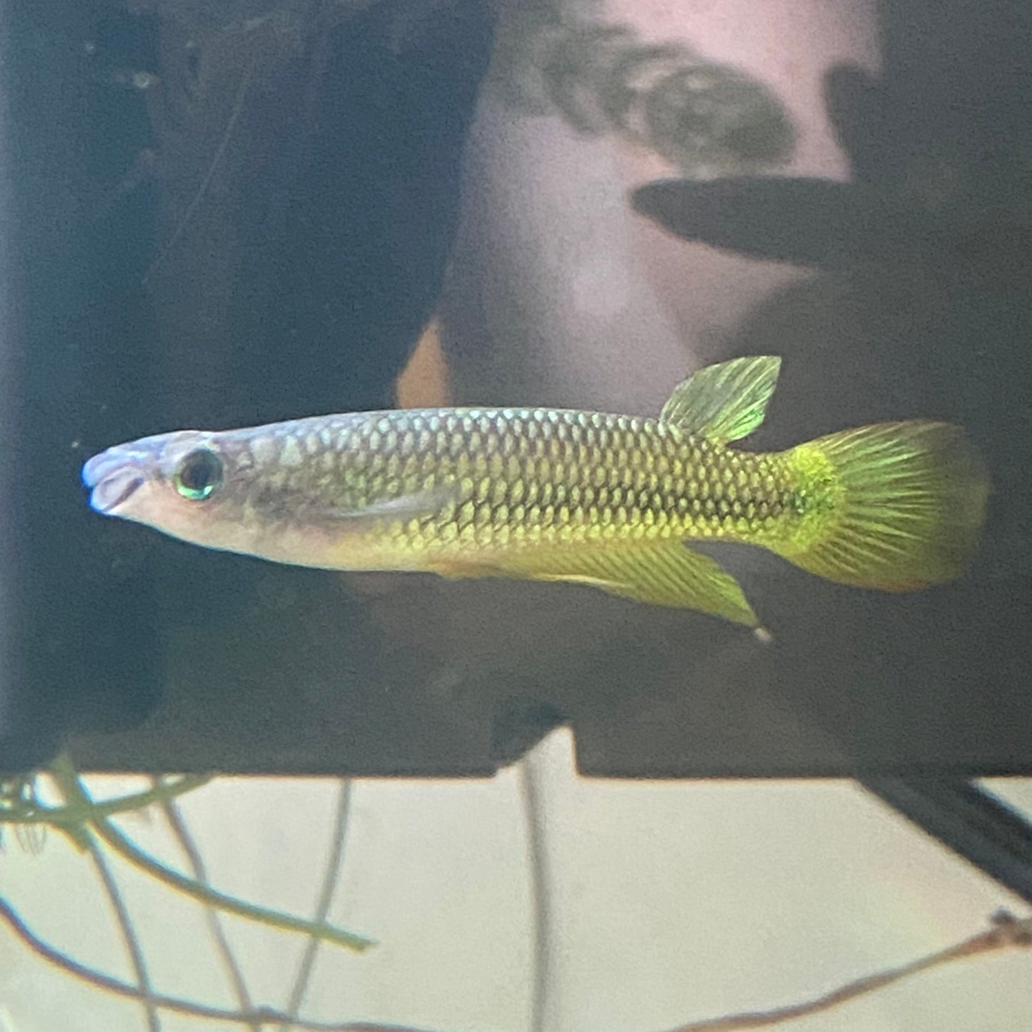 Golden Wonder Killifish - Golden Panchax - Aplocheillus Pancax