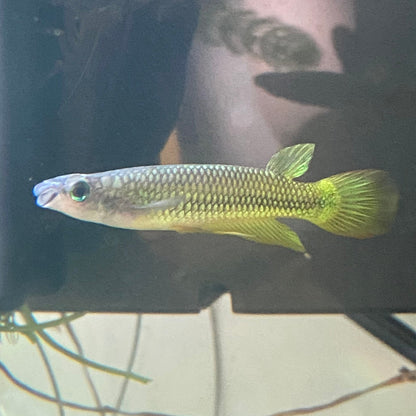 Golden Wonder Killifish - Golden Panchax - Aplocheillus Pancax