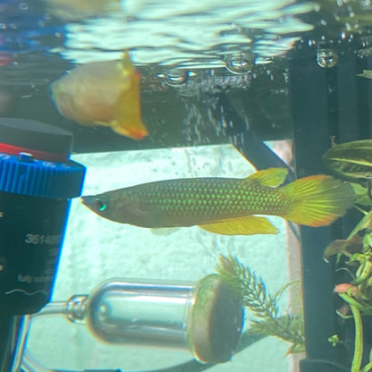 Golden Wonder Killifish - Golden Panchax - Aplocheillus Pancax