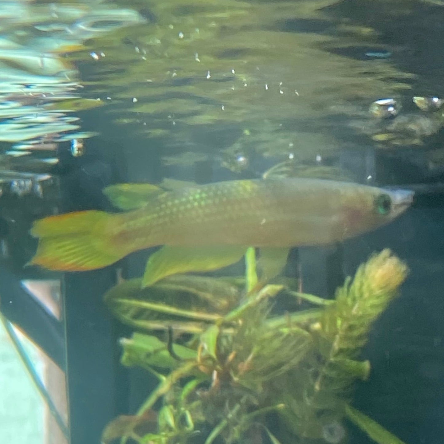 Golden Wonder Killifish - Golden Panchax - Aplocheillus Pancax