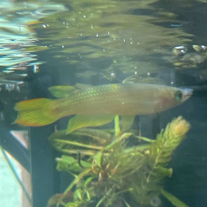 Golden Wonder Killifish - Golden Panchax - Aplocheillus Pancax