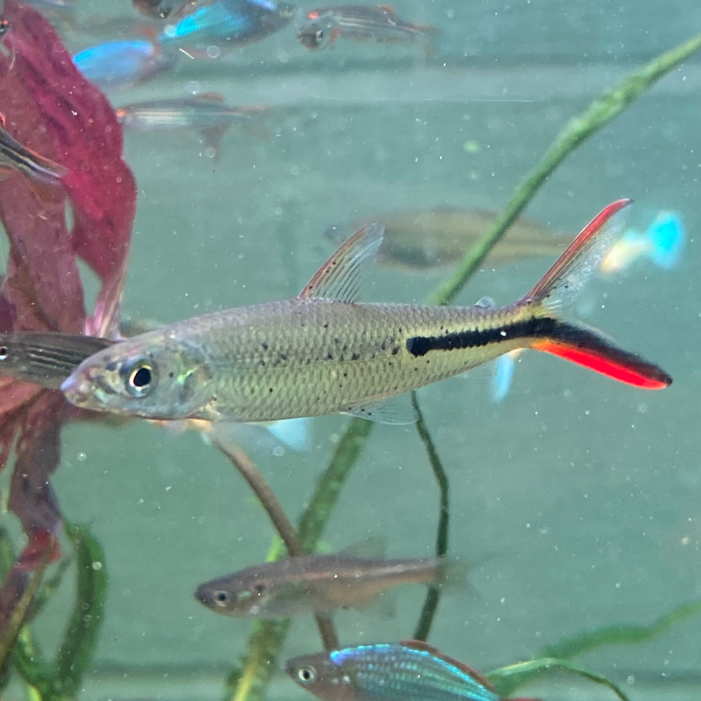 Red Tail Hemiodus Tetra - Hemiodus Gracilis