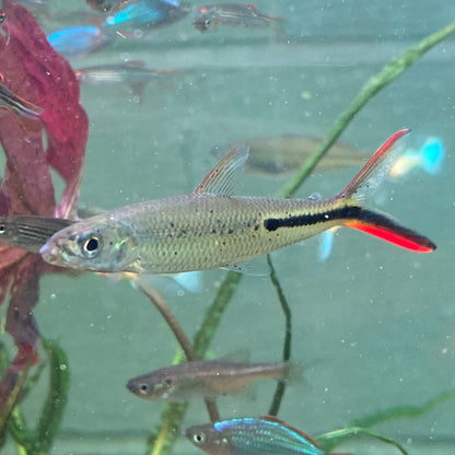 Red Tail Hemiodus Tetra - Hemiodus Gracilis