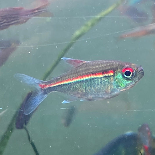 Red Laser Tetra -  Watermelon Tetra - Hemigrammus Coeruleus (Wild Caught)