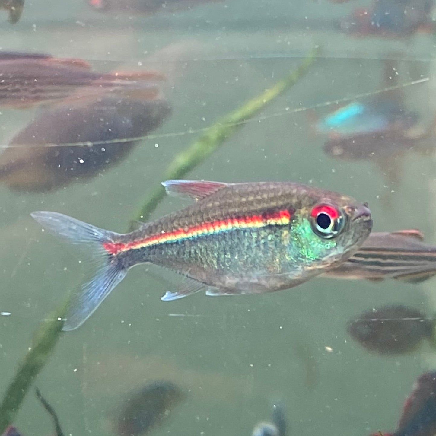 Red Laser Tetra -  Watermelon Tetra - Hemigrammus Coeruleus (Wild Caught)