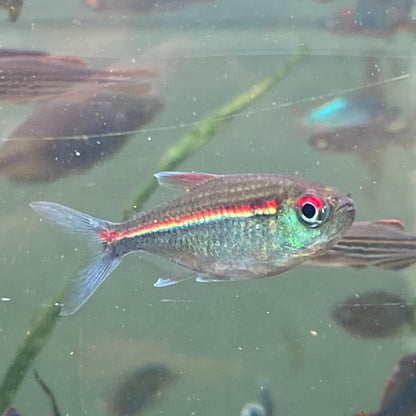 Red Laser Tetra -  Watermelon Tetra - Hemigrammus Coeruleus (Wild Caught)