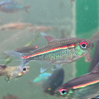 Red Laser Tetra -  Watermelon Tetra - Hemigrammus Coeruleus (Wild Caught)