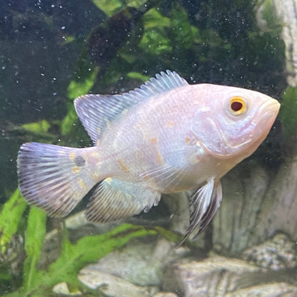 Lemon Oscar - Astronotus Ocellatus var
