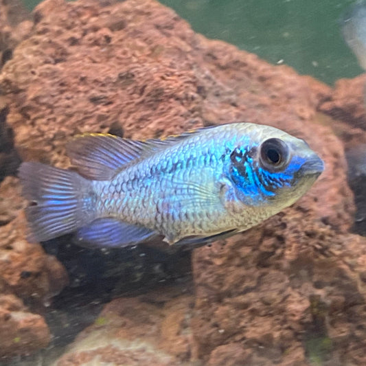 Electric Blue Acara - Aequidens Pulcher