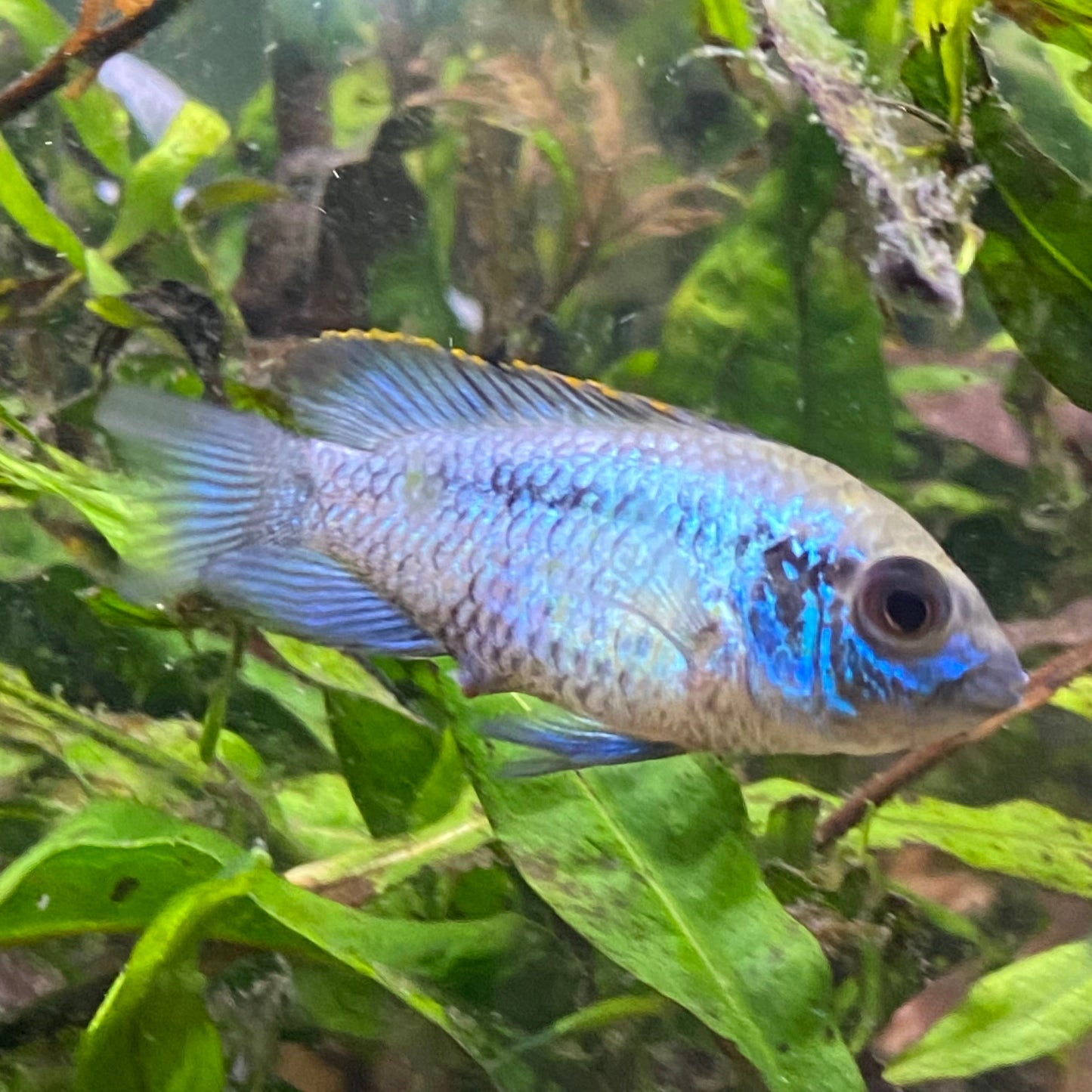Electric Blue Acara - Aequidens Pulcher