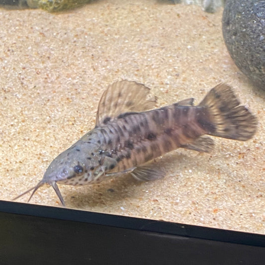Hoplo Port Catfish - Hoplosternum Thoracatum