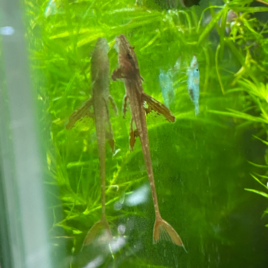 Red Lizard Whiptail Catfish - Rineloricaria sp.