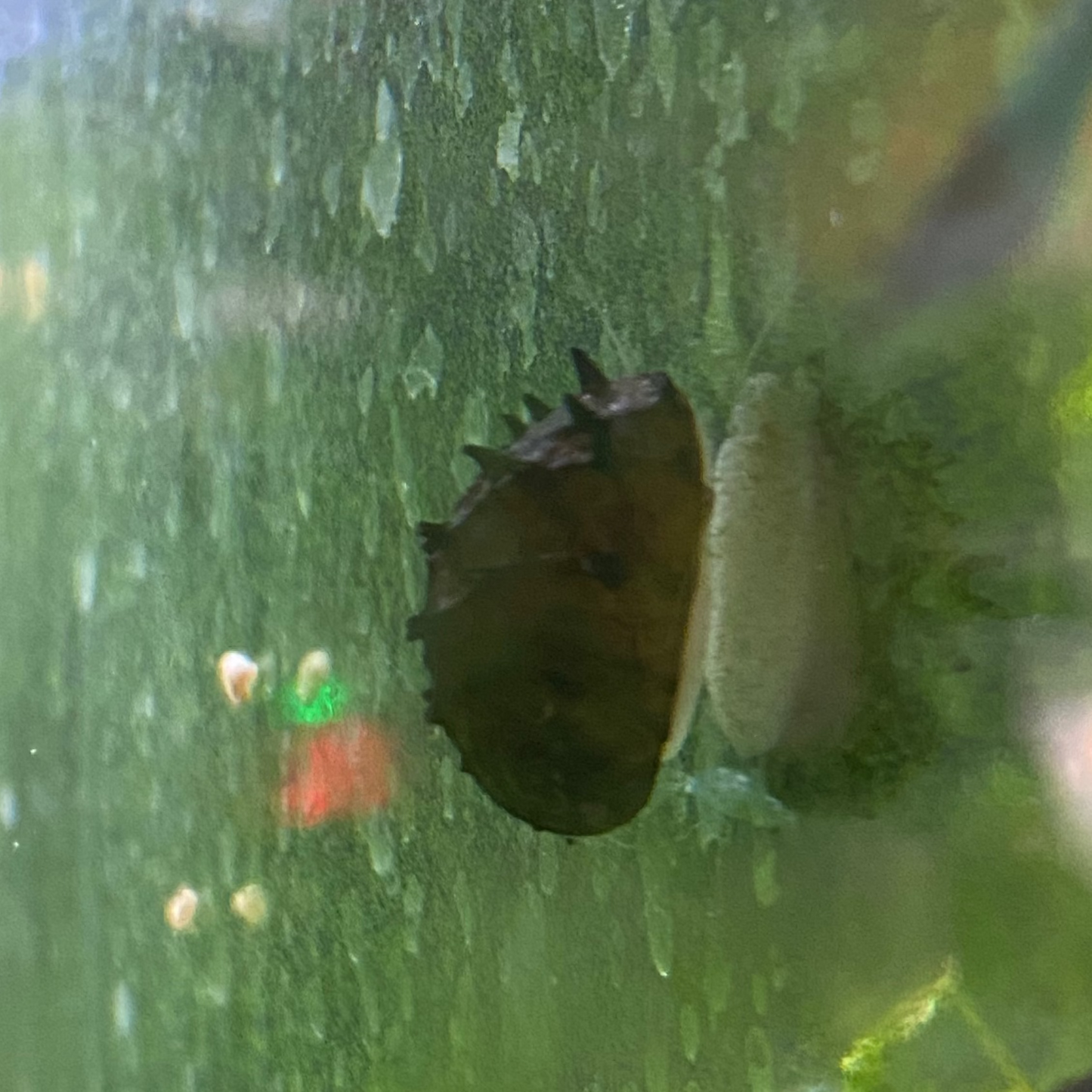 King Koopa Nerite Snail (Wild Caught) - Neritina Juttingae