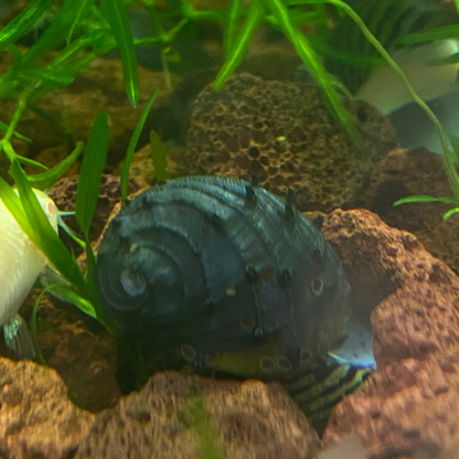 King Koopa Nerite Snail (Wild Caught) - Neritina Juttingae