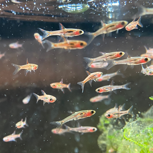 Chili Rasbora - Boraras Brigittae