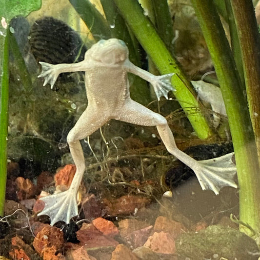 Platinum African Dwarf Frog - Hymenochirus Boettgeri