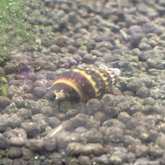 Assassin Snail - Anentome Helena