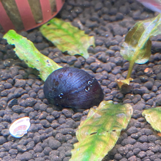 Military Helmet Snail