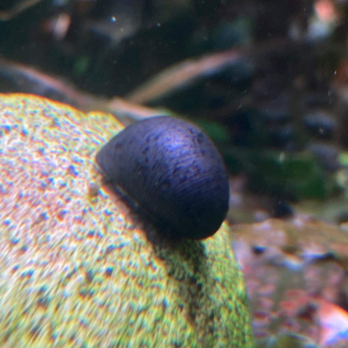 Military Helmet Snail