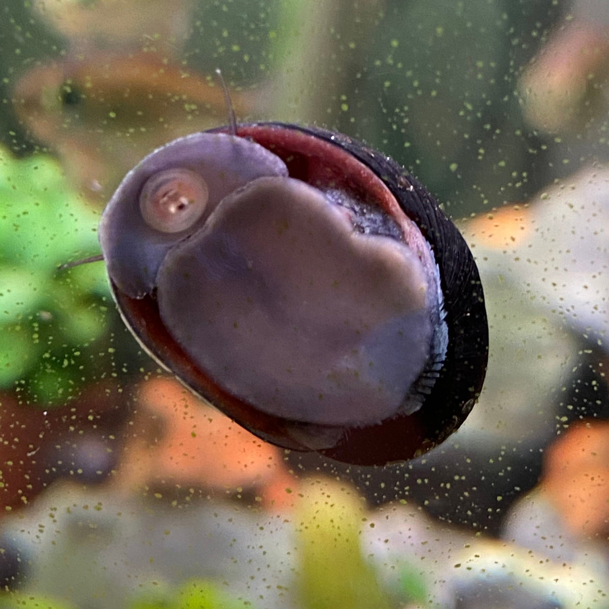 Military Helmet Snail