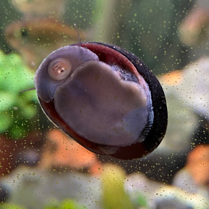 Military Helmet Snail