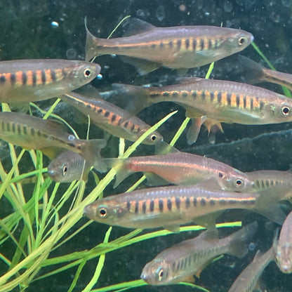 Lake Inle Danio - Inlecypris Auropurpurea