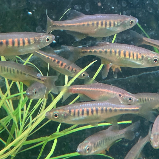 Lake Inle Danio - Inlecypris Auropurpurea